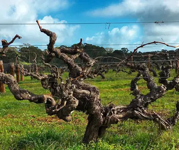 Wendouree Birks Brady Clare Australia vignes a Dominique Fornage Wine Vin ecole nobilis