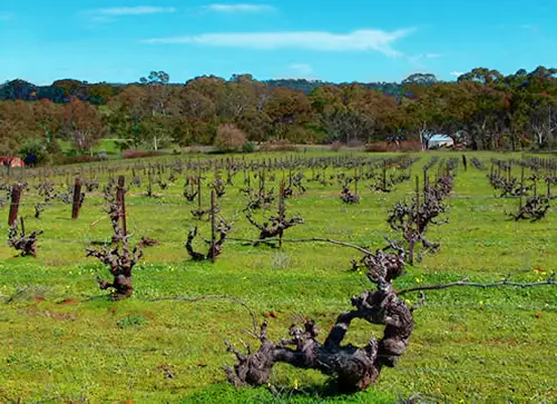Wendouree Birks Brady Clare Australia vignes b Dominique Fornage Wine Vin ecole nobilis